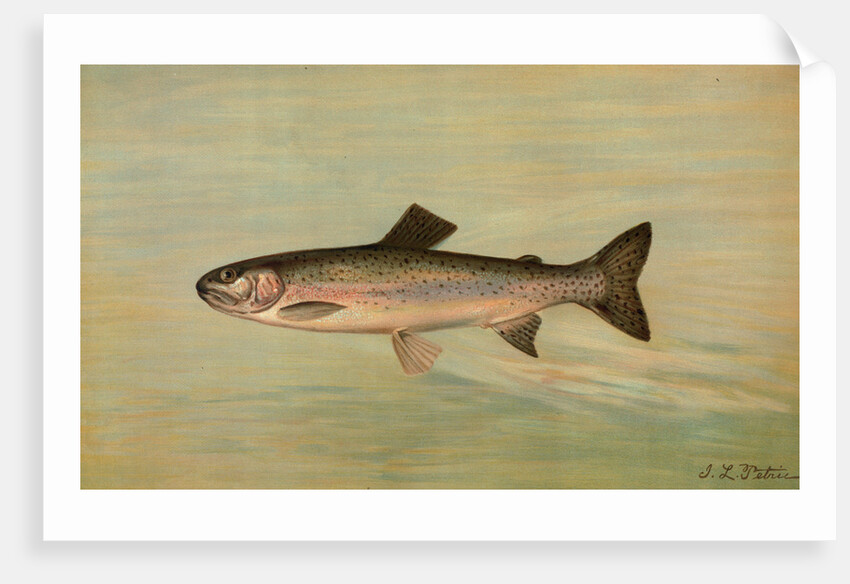The Kern River Trout, Salmo irideus gilberti by J. L. Petrie