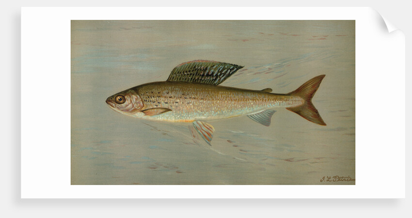 The Michigan Grayling, Thymallus ontariensis by J. L. Petrie