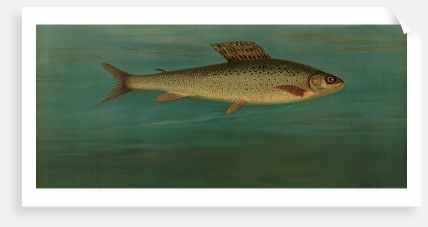 The Montana Grayling, Thymallus signifer montanus by J. L. Petrie