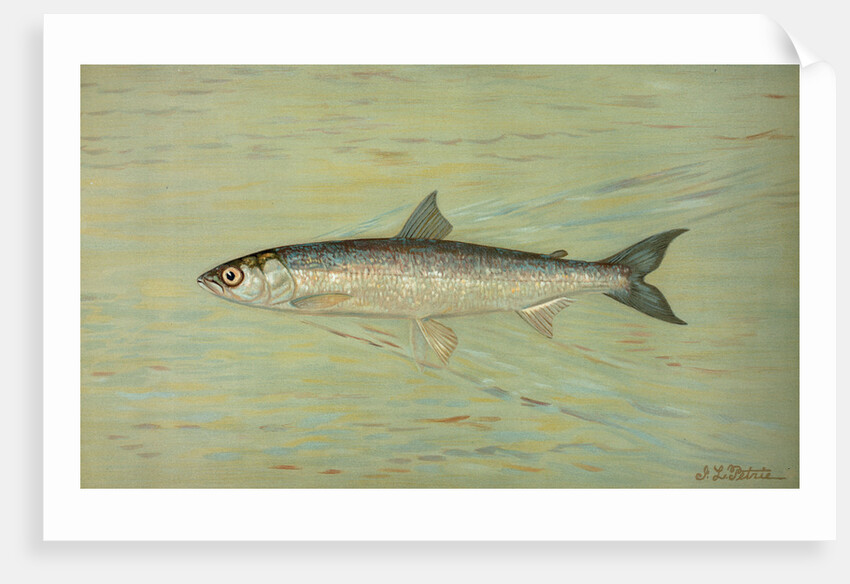 The Cisco of Lake Geneva, Wis., Argyrocomus artedi sisco by J. L. Petrie