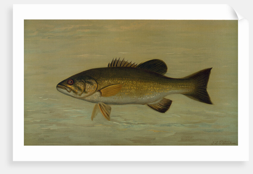 The Small-Mouthed Black Bass, Micropterus dolomieu by J. L. Petrie