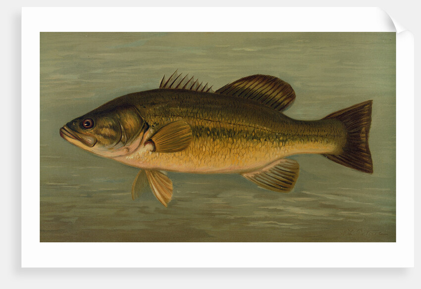 The Large-Mouthed Black Bass, Micropterus salmoides by J. L. Petrie