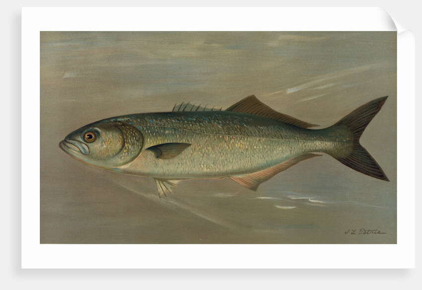 The Bluefish, Pomatomus saltatrix by J. L. Petrie