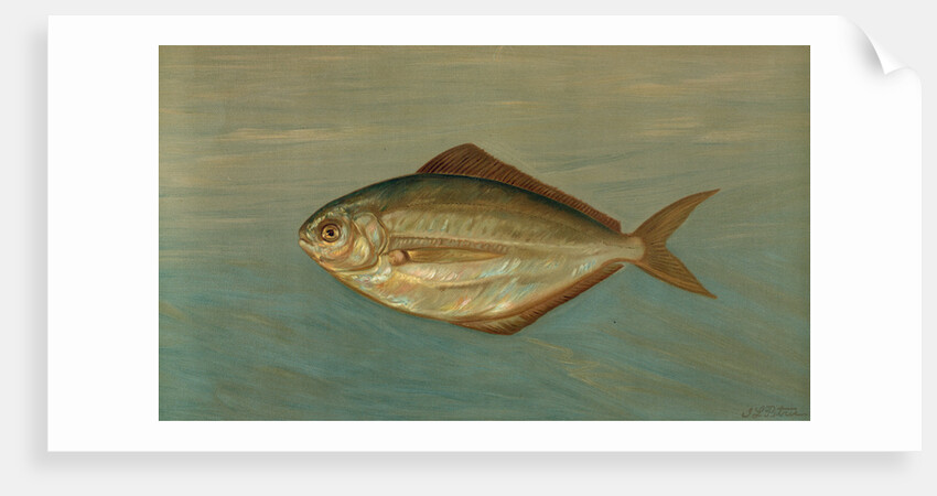 The Dollar or Butter Fish, Rhombus triacanthus by J. L. Petrie