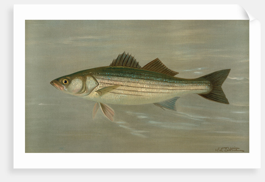 The Striped Bass, Roccus lineatus by J. L. Petrie