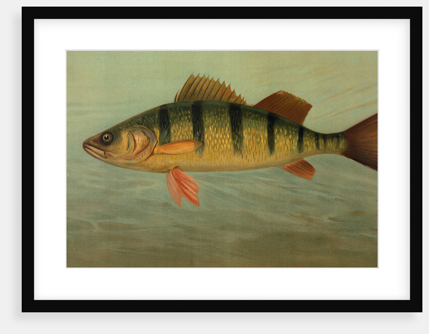 The Spot, or Lafayette, Leiostomus xanthurus by J. L. Petrie