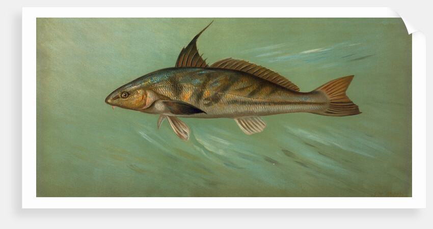 The Weakfish or Squeteague, Cynoscion regale by J. L. Petrie