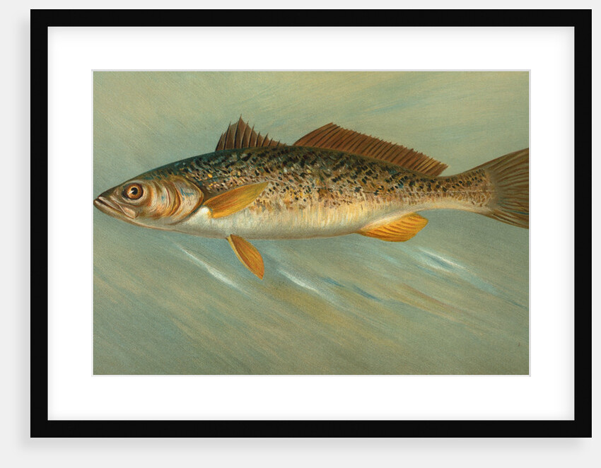 The Spanish Mackerel, Scomberomorus maculatus by J. L. Petrie