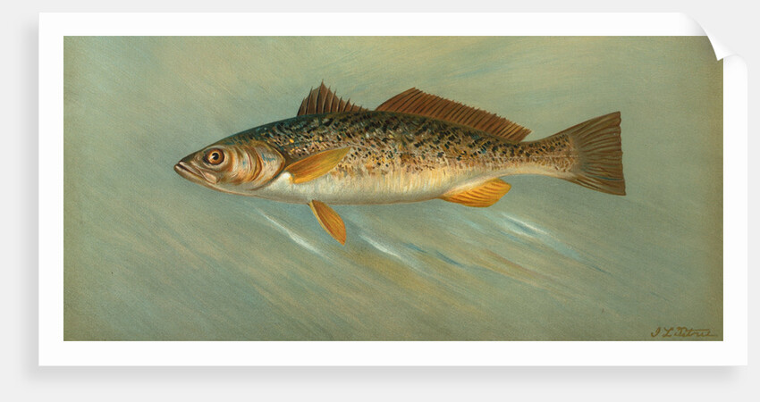 The Spanish Mackerel, Scomberomorus maculatus by J. L. Petrie