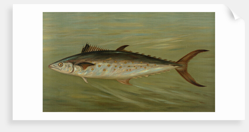 The Porgee or Scup, Stenotomus chrysops by J. L. Petrie