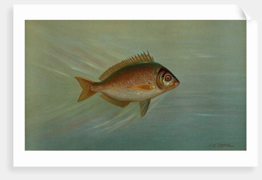 The Blackfish or Tautog, Tautoga onitis by J. L. Petrie