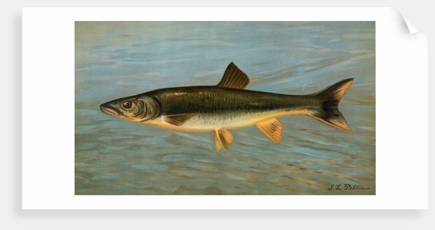 The Striped Mullet, Mugil brasiliensis by J. L. Petrie