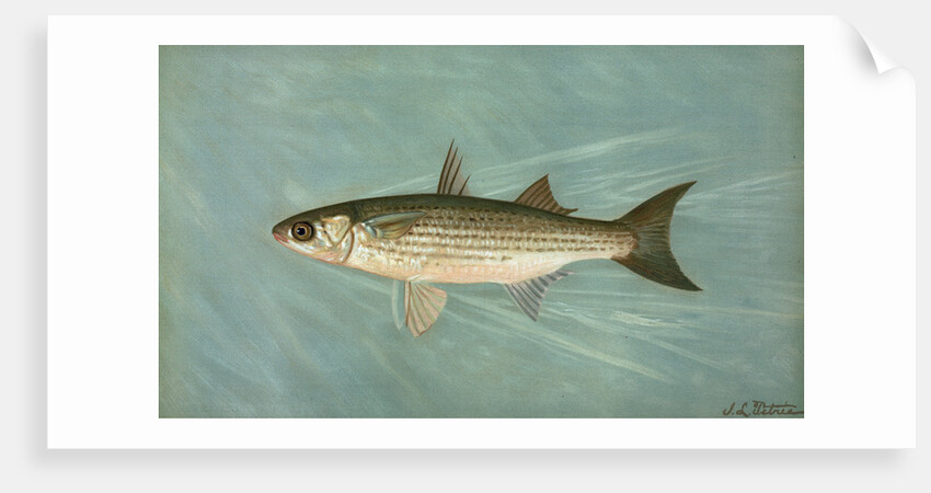 The Unspotted Mascalonge of Wisconsin, Lucius masquinongy by J. L. Petrie