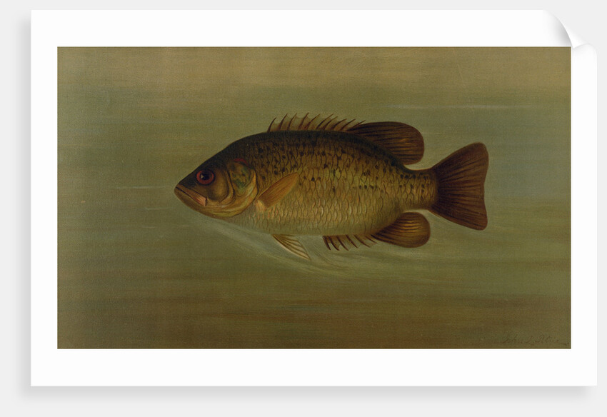 The Common Sunfish, Eupomotis gibbosus by J. L. Petrie