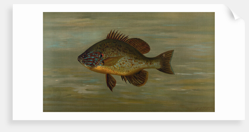 The White or Silver Bass, Roccus chrysops by J. L. Petrie