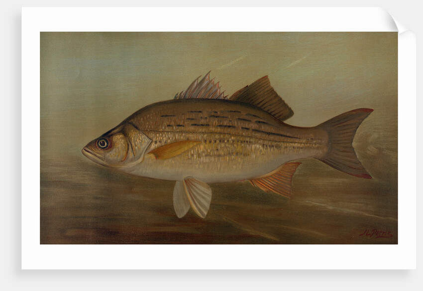 The Pike, Lucius lucius by J. L. Petrie