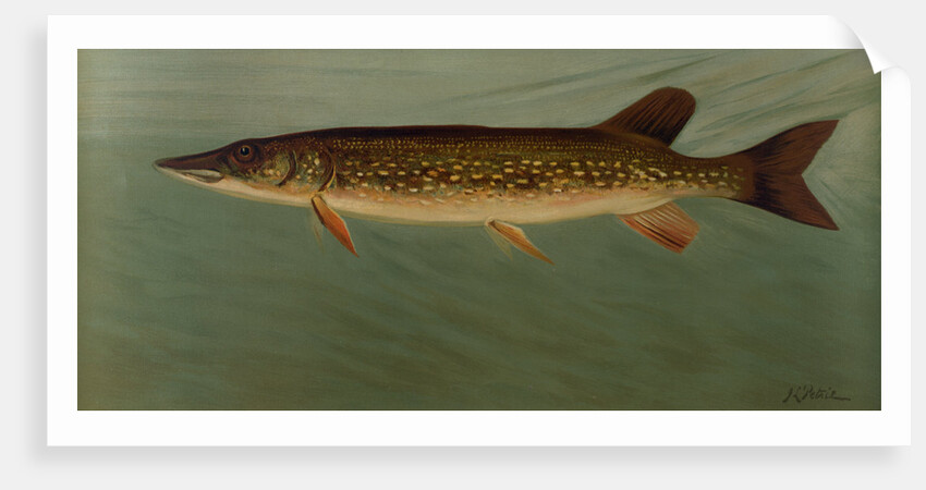 The Eastern Pond Pickerel by J. L. Petrie