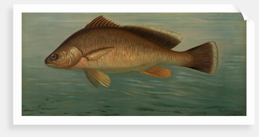 The Yellow Perch, Perca flaverscens by J. L. Petrie
