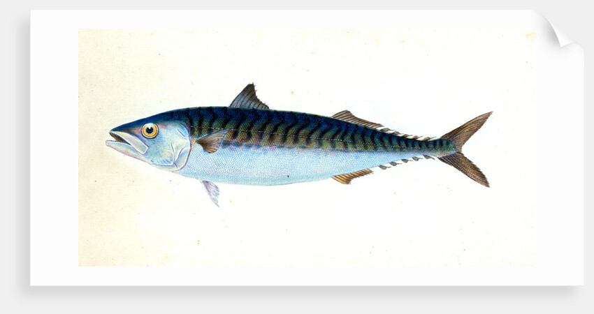 Mackarel, Scomber Scomber by E. Donovan