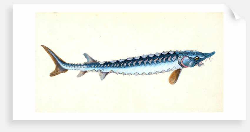 Roach, Cyprinus ritulus by E. Donovan