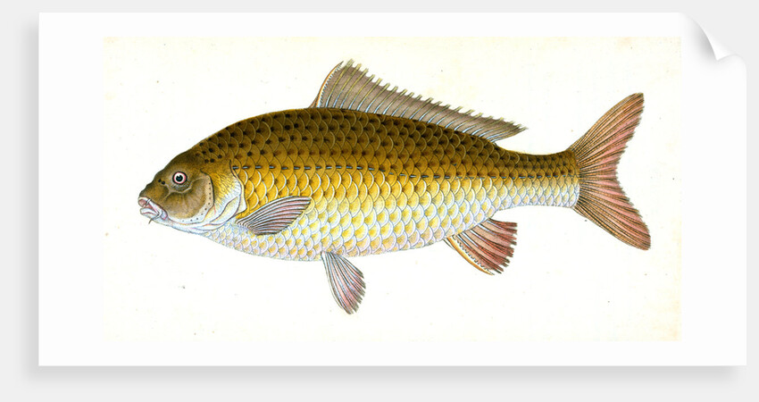 Carp, Cyprinus Carpio by E. Donovan