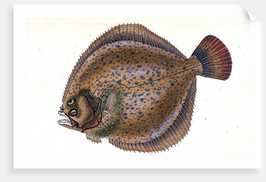 Small-headed Dab, Pleuronectes microcephalus by E. Donovan