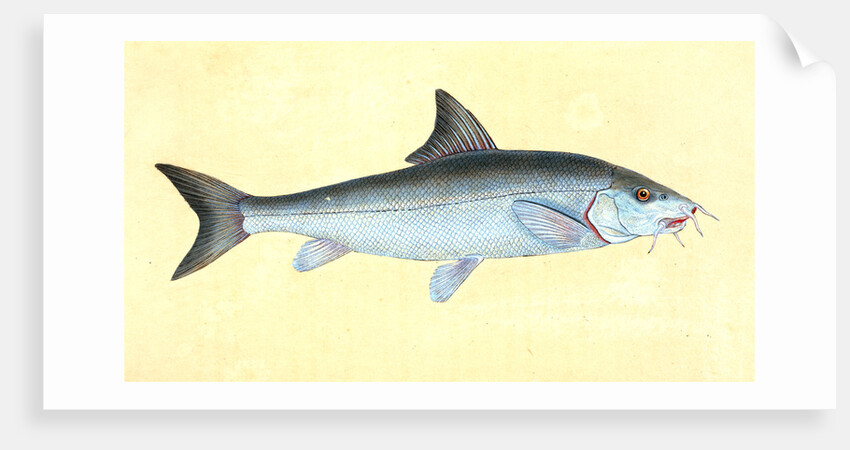 Cyprinus Barbus, Barbel by E. Donovan