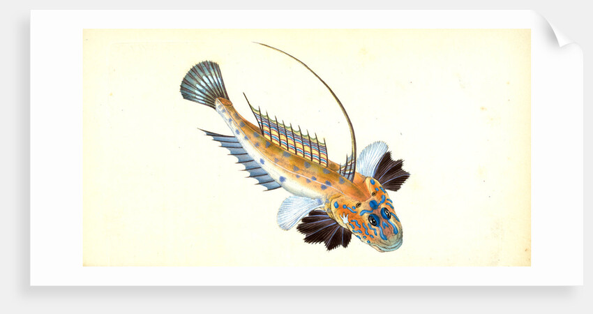 Dragonet, gemmous, Gallioyumus Lyra by E. Donovan