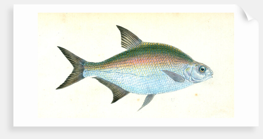 Bream, Cyprinus Brama by E. Donovan