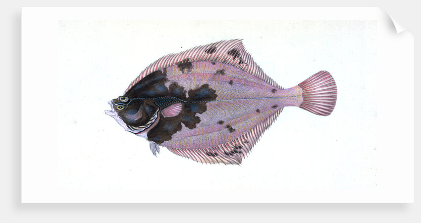 Flounder, Pleuronectes flessus by E. Donovan