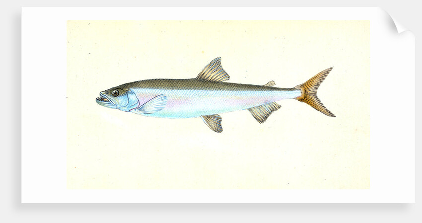 Anchovy, Clupea encrasicolus by E. Donovan