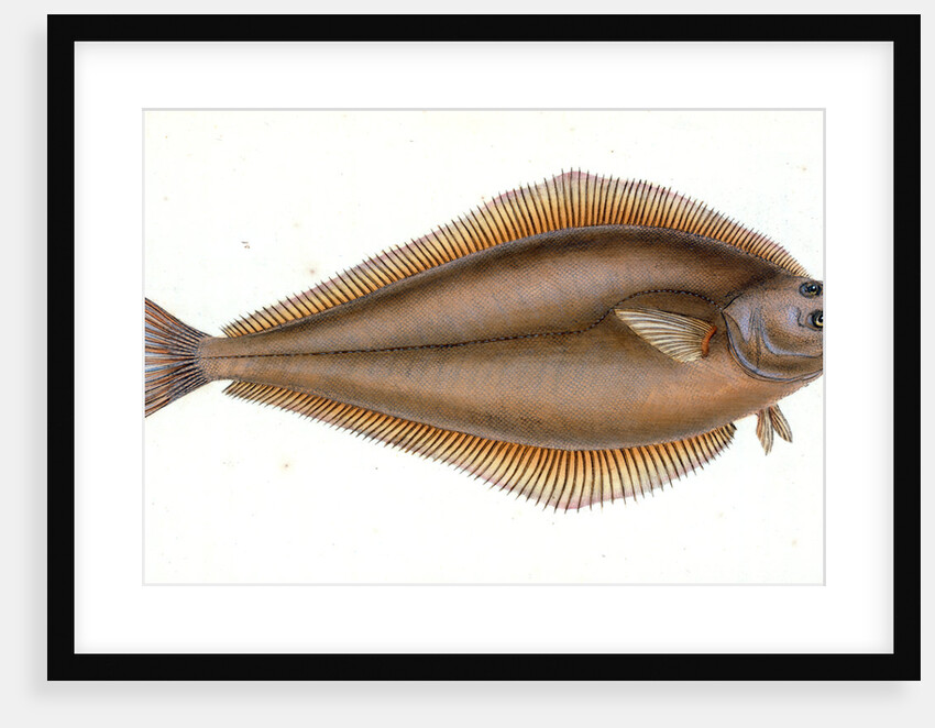 Holibut, Pleuronectes Hippoglossus by E. Donovan