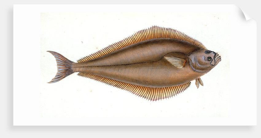 Holibut, Pleuronectes Hippoglossus by E. Donovan