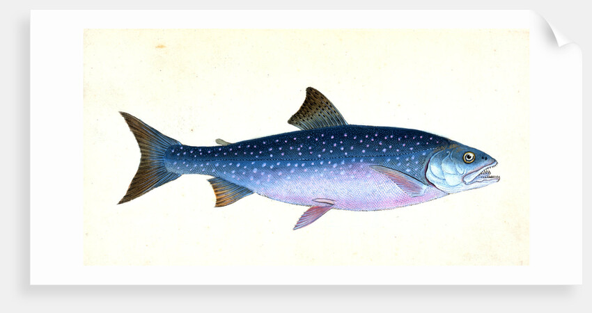 Snipe, or Trumpet-fish, Centriscus Scolopax by E. Donovan