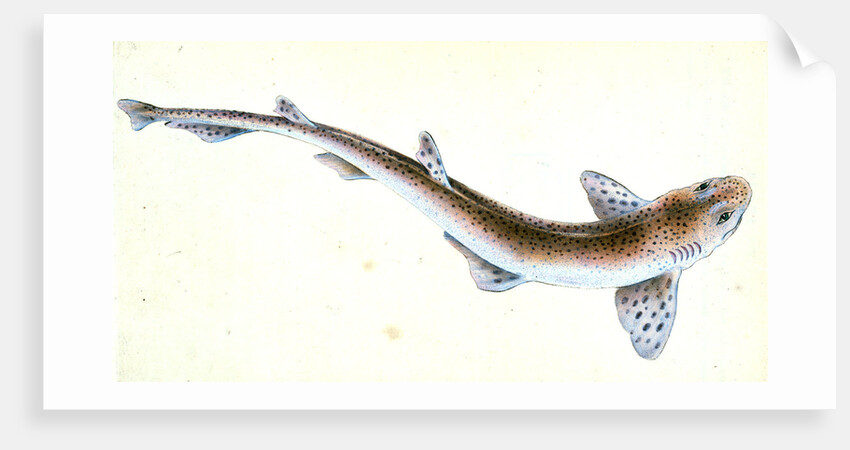 Shad, Clupea alosa by E. Donovan