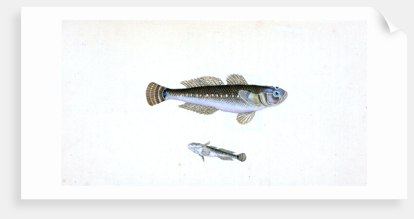 Black Goby, Gobius niger by E. Donovan