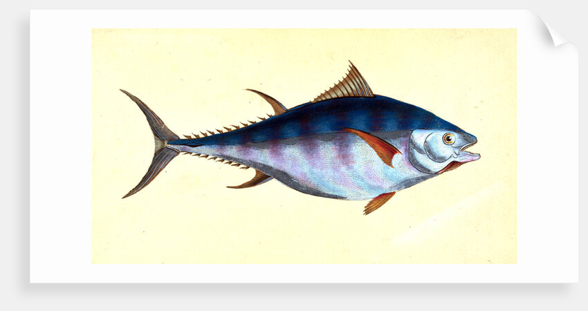 Tunny, Scomber Thynnus by E. Donovan