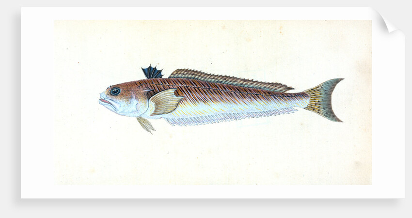 Greater Weever, or Sting-bull, Trachius Major by E. Donovan