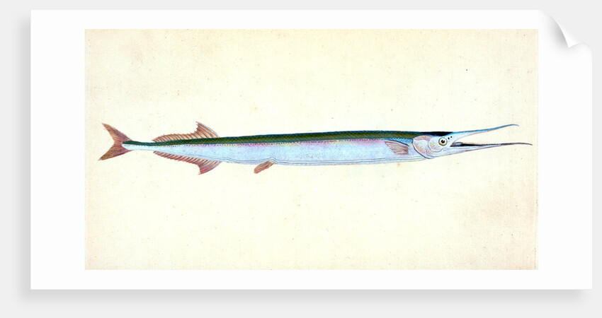 Stellated Globe Diodon, Tetrodon stellatus by E. Donovan