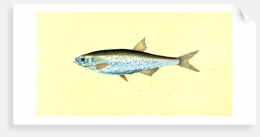 Bleak, Cyprinus Alburnus by E. Donovan