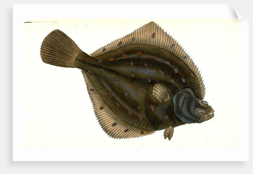 Plaise, Pleuronectes Platessa, 1802 by E. Donovan