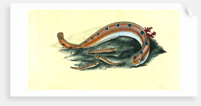 Spotted Blenny, or Butter-fish, Blennius gunnellus by E. Donovan