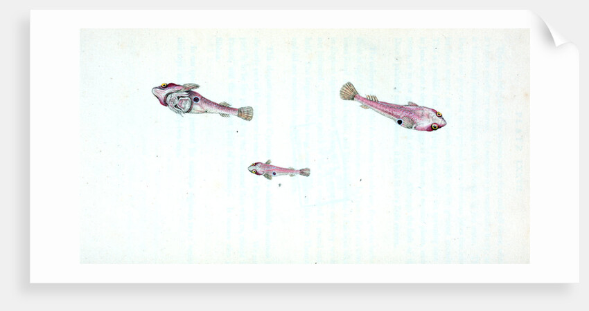 Sucker, bimaculated, Cyclopterus bimaculatus by E. Donovan