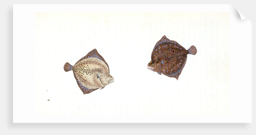Cyclops Flounder, Pleuronectes Cyclops, 1806 by E. Donovan
