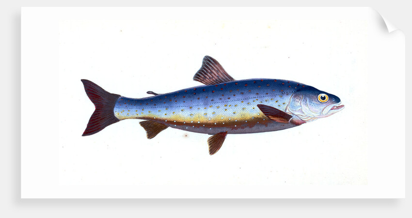 Salvelian Charr, Salmo Salvelinus by E. Donovan