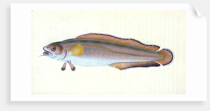 Goldfinny, Labrus Cornubiensis by E. Donovan