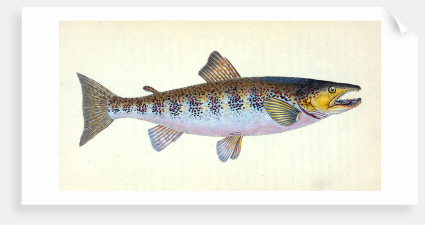 Trout, Salmo Fario by E. Donovan