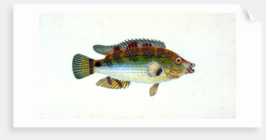 Fifteen-spined Stickleback, Gasterosteus spinachia by E. Donovan