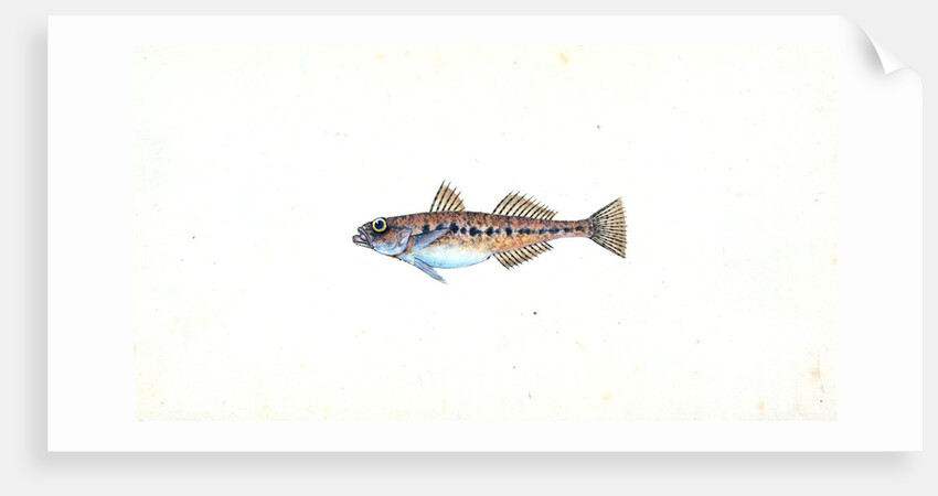 Spotted Goby, Gobius minutus by E. Donovan