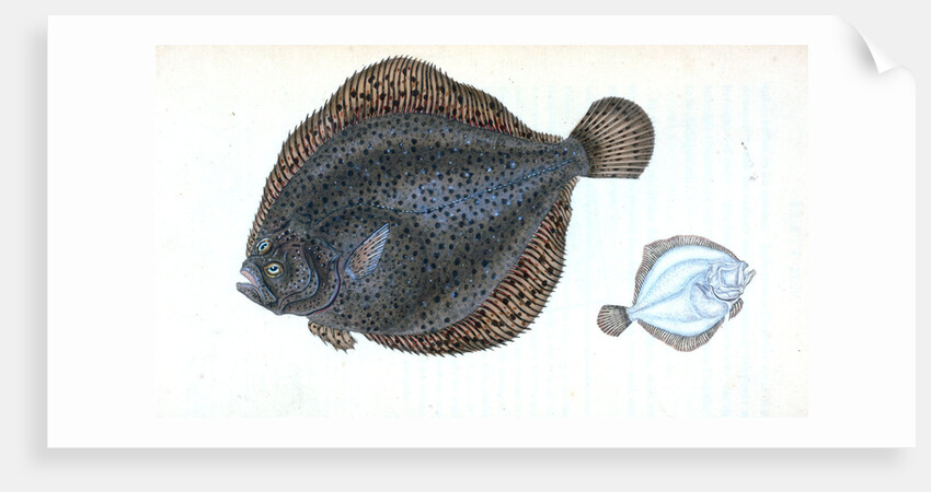 Brill, Pleuronectes rhombus by E. Donovan